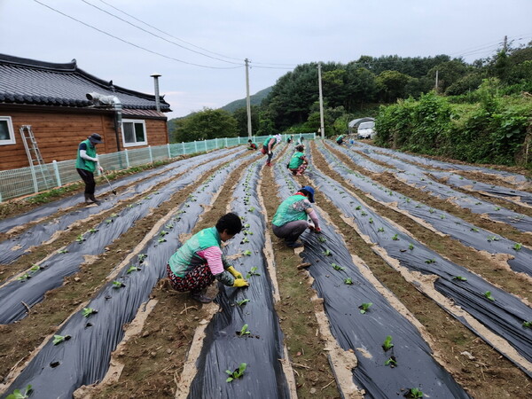 새마을회원 10여명이 약 1000㎡의 용지를 정리하고 1200포기의 배추 모종을 심고 있다. ⓒ
