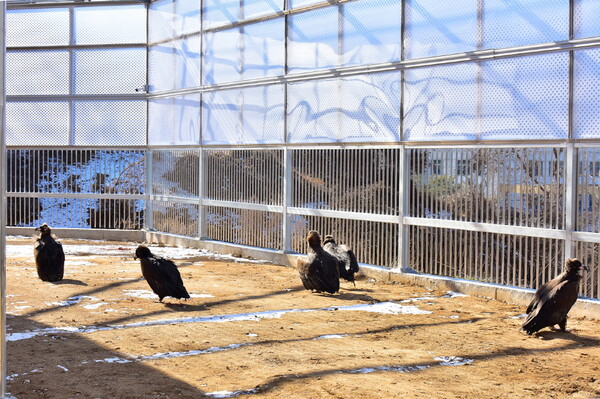 충남야생동물구조센터에서 보호 중인 독수리 ⓒ