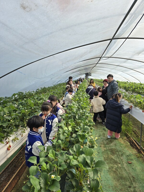 이화초등학교 학생들이 지난 21일 광석면에 있는 딸기농장을 방문해 딸기 따기 체험을 하고 있다.ⓒ